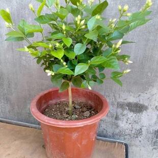 正宗单瓣笔尖茉莉花独枝独杆精品盆栽原土土球发货香味浓