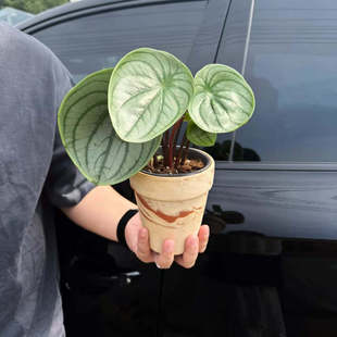 西瓜皮椒叶草盆栽 ins北欧绿植 桌面小植物 室内好养