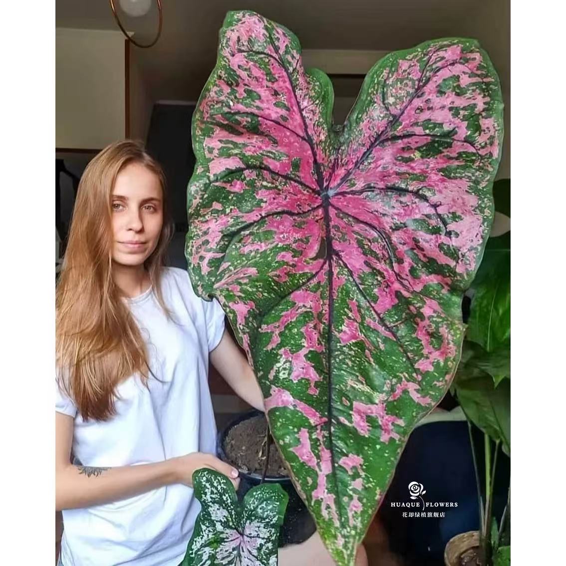 白色恋人绿植网红彩叶芋海芋北欧