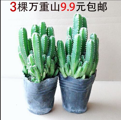 大颗万重山多肉植物仙人球防辐射