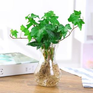 水培植物青叶常春藤盆栽长春藤水生吊兰花卉办公室内花苗盆景绿植