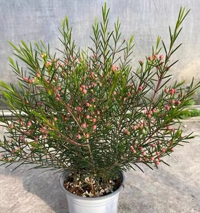 澳洲腊梅花带花苞盆栽树苗澳梅耐寒四季花卉植物开花盆栽阳台庭院