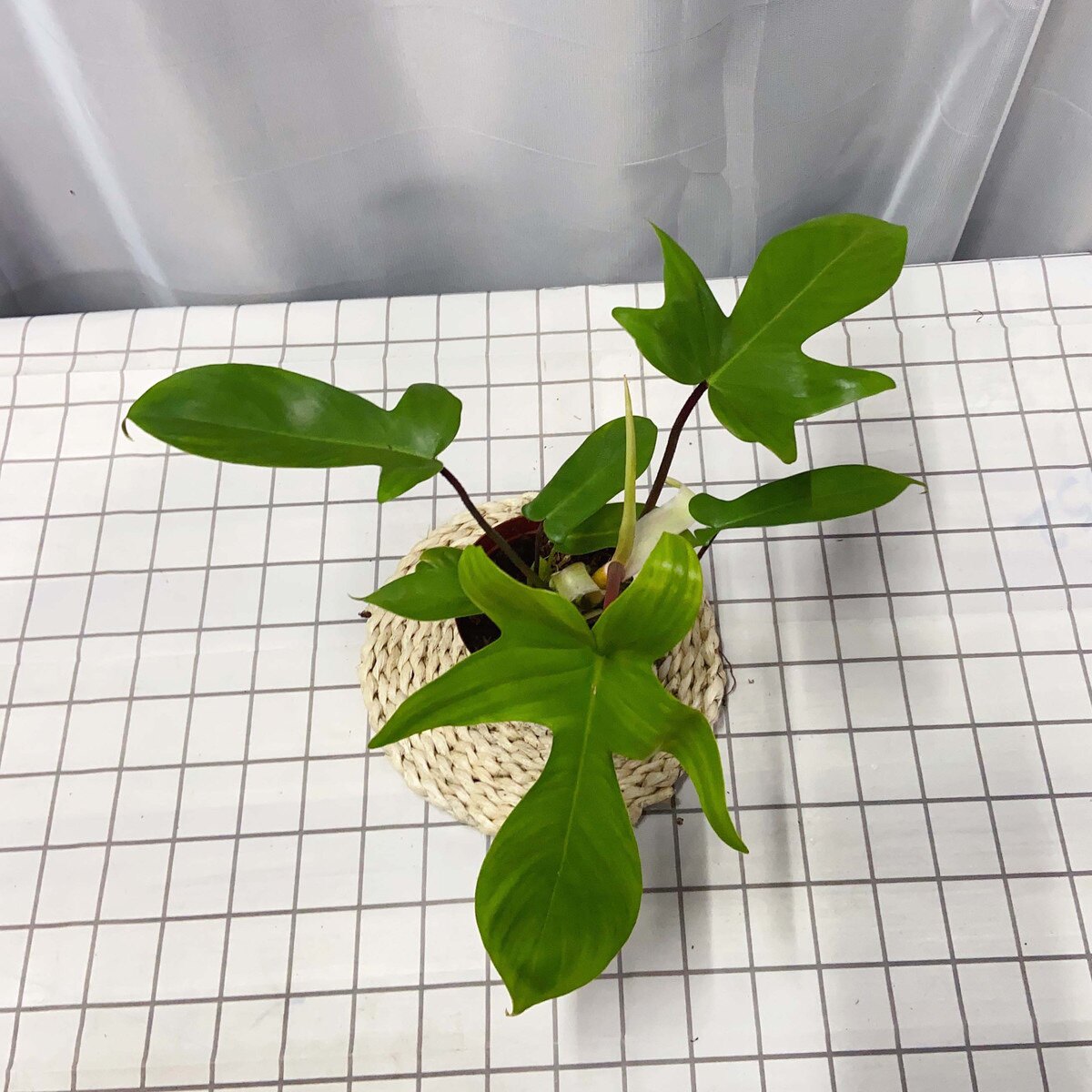 好养植物蔓绿绒防辐射客厅图片