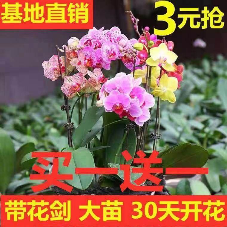 美观蝴蝶兰盆栽兰花绿植