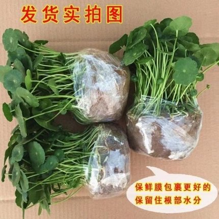 铜钱草带叶水培植物招财办公室内盆栽客厅桌面绿植花卉水养金钱草