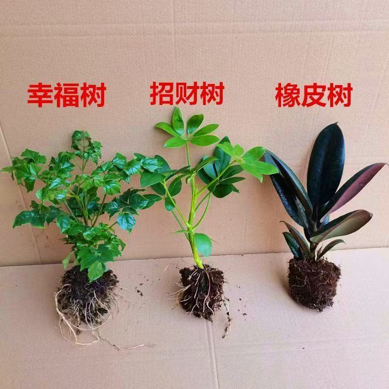 八方来财鸭脚木客厅摆放