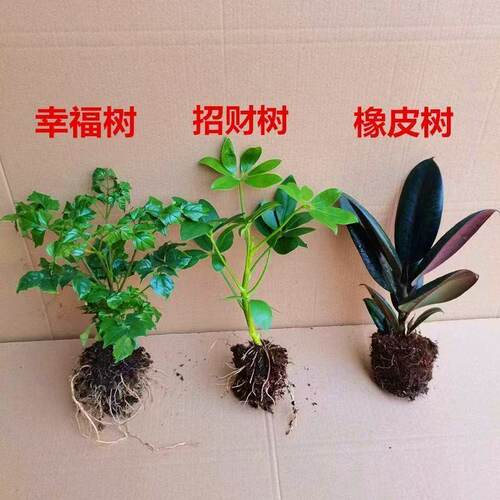 八方来财鸭脚木客厅摆放