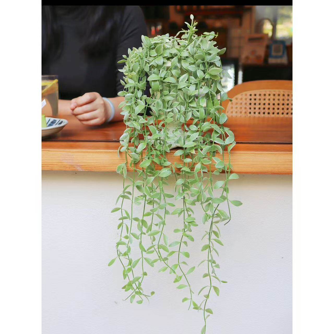 金边翡翠吊兰垂吊植物小叶银斑葛