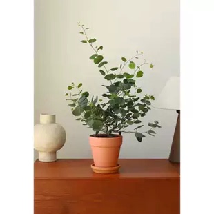 网红尤加利盆栽室内外阳台好养活ins绿植四季常绿净化空气除甲醛