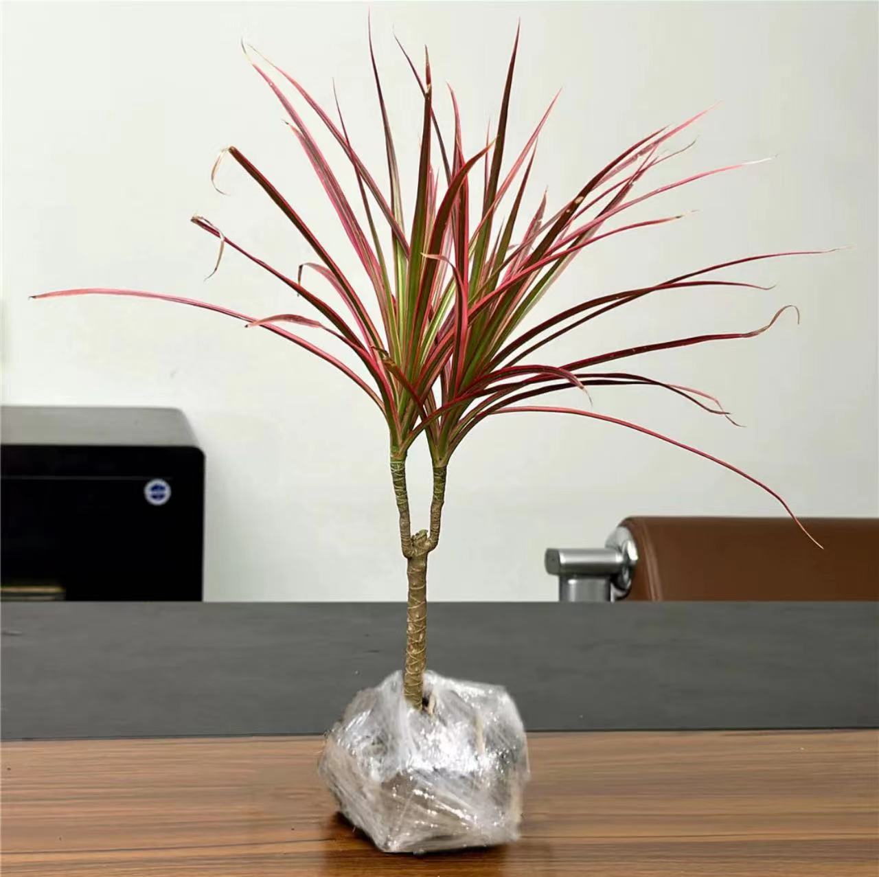 千年木客厅净化空气吸甲醛