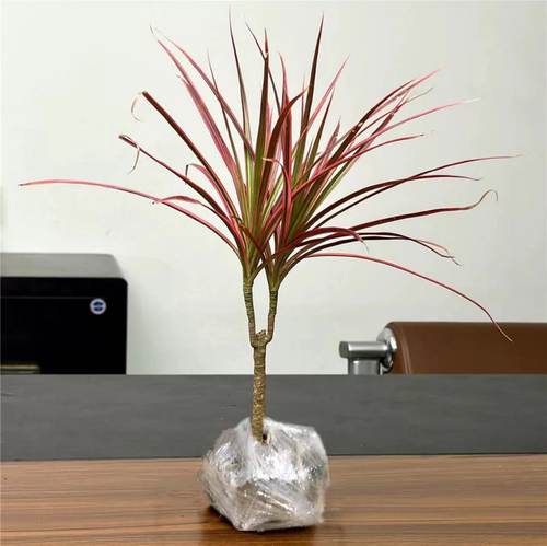 千年木客厅净化空气吸甲醛