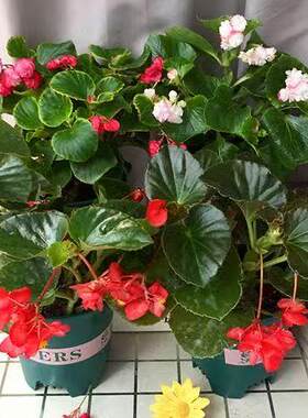 四季海棠鲜花盆栽室内庭院四季花