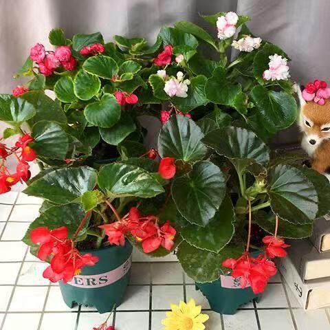 四季海棠鲜花盆栽室内庭院四季花