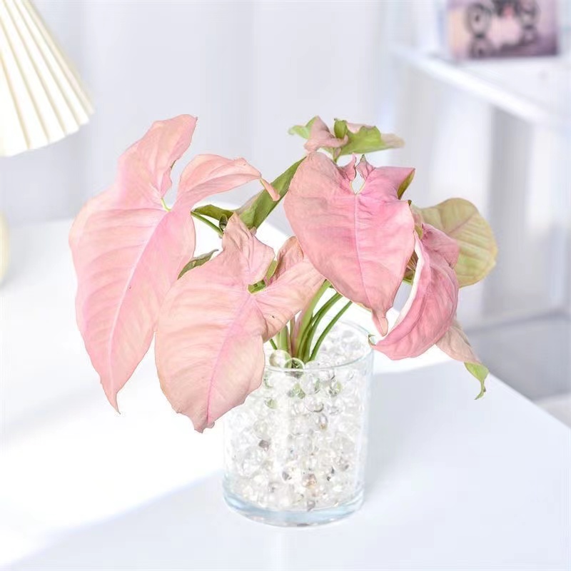 红粉佳人室内净化空气吸甲醛绿植