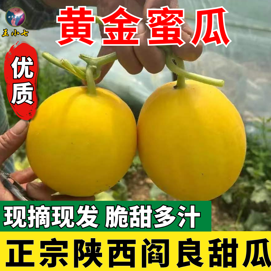 陕西阎良甜瓜金红脆瓜当季新鲜水果金红脆黄金瓜现摘现发甜瓜脆甜