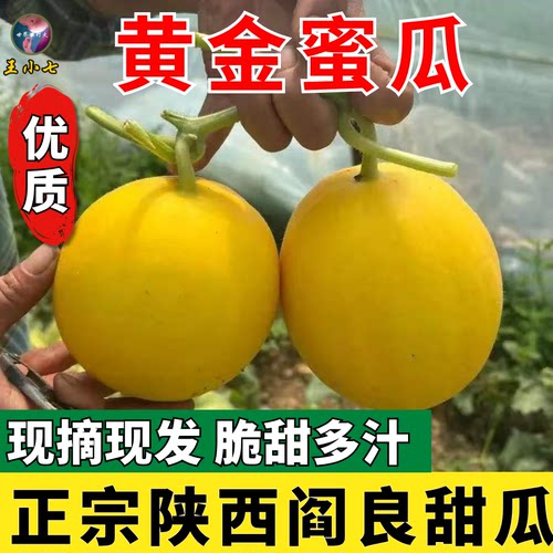 陕西阎良甜瓜金红脆瓜当季新鲜水果金红脆黄金瓜现摘现发甜瓜脆甜
