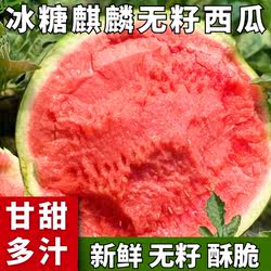 正宗河南夏邑西瓜无籽美都冰糖麒麟西瓜水果西瓜现摘现发脆爽清甜