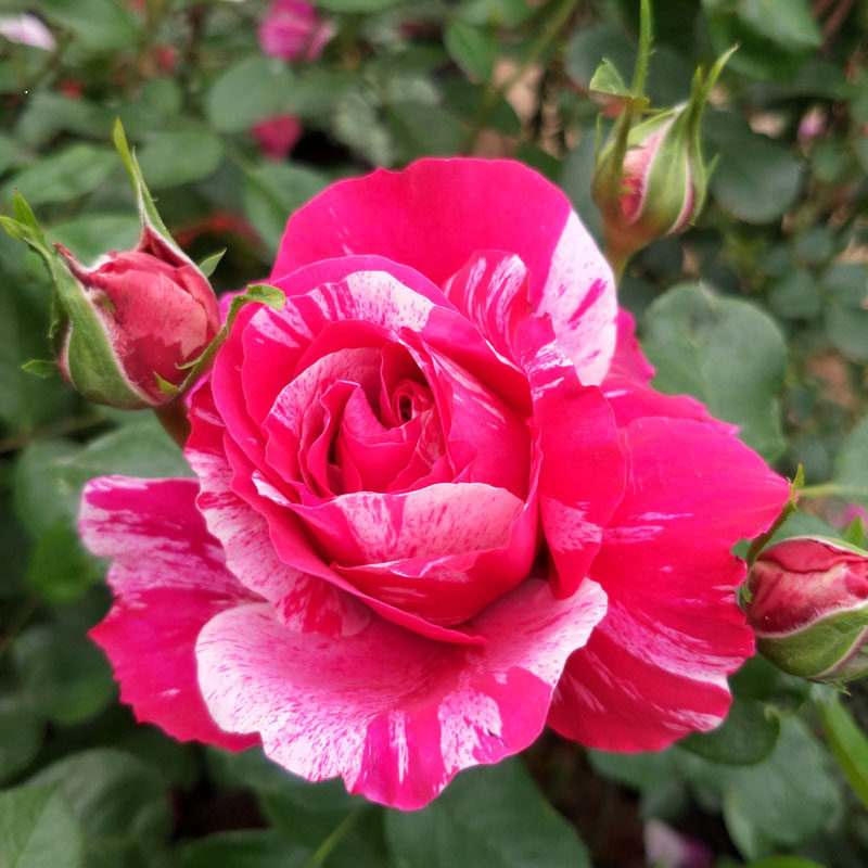 欧月大苗伊蕾莎斯特藤本月季大花浓香无刺爬藤蔷薇大苗庭院植物 苏锦月季园 淘优券