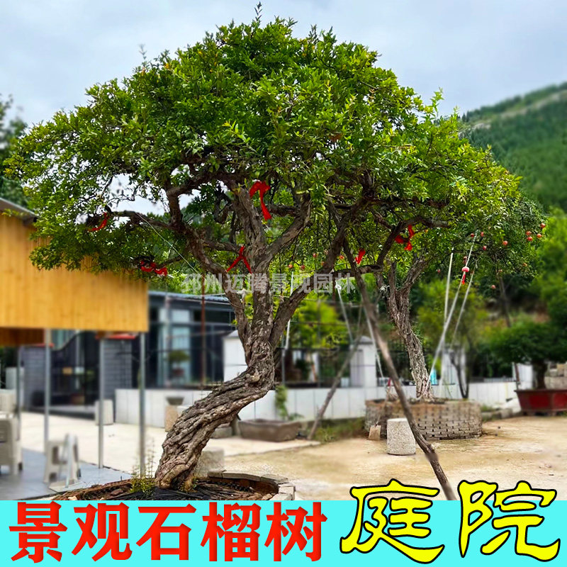 石榴树老桩别墅庭院风景树园林景观造景石榴大树落叶果树耐寒树种