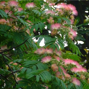 园林绿化苗木庭院植物合欢花树苗合欢花苗绒花树行道树苗自产自销