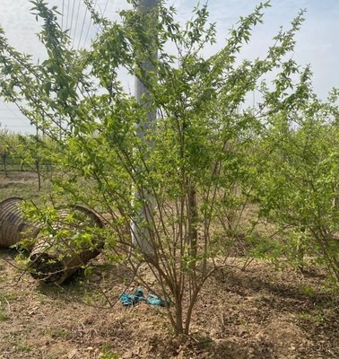 金银木丛生金银木御度多枝条