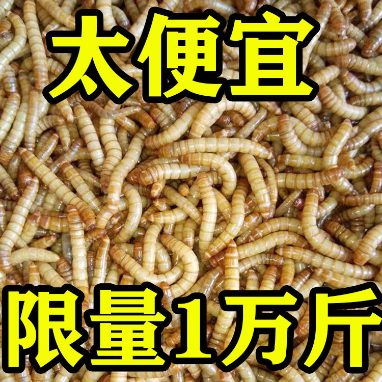 面包虫活体 黄粉虫活虫 鹦鹉鱼 金龙鱼 乌龟 画眉鸟石蛙饲料包邮