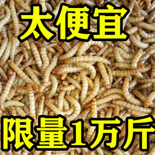 包邮 面包虫活体 乌龟 鹦鹉鱼 画眉鸟石蛙饲料 金龙鱼 黄粉虫活虫