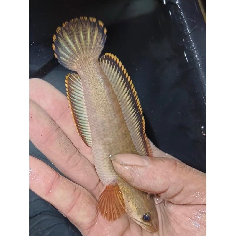 南鳢冷水鱼凶猛鱼七彩雷龙淡水鱼易存活雷龙观赏鱼原生彩虹雷龙鱼