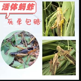 活蚂蚱，活体东亚飞，公蚂蚱，蚂蚱卵，胡蜂土蜂，画眉鸟活食虫