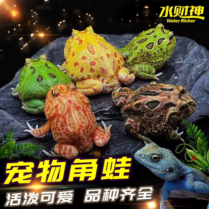 活体角蛙宠物青蛙黄金绿角蝴蝶钟角霸王巴西小丑非洲牛蛙姥爷树蛙