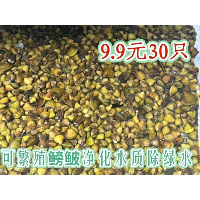 黄金蚬 活体淡水冷水小河蚌 河蚬净化水质繁殖鳑鲏除绿藻底层好养