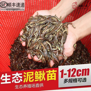泥鳅苗鲜活饵台鳅筏钓青鳅鱼乌龟观赏鱼圆鳅海钓水族鲜活饲料养殖