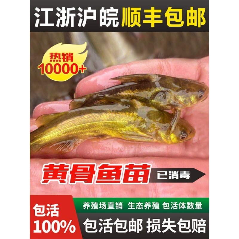 黄骨鱼苗黄辣丁黄鸭叫汪丁鱼刺公昂刺鱼苗淡水养殖食用黄颡鱼苗