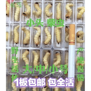 柴虫活虫 松树虫活体 天牛幼虫  画眉鸟食壮膘
