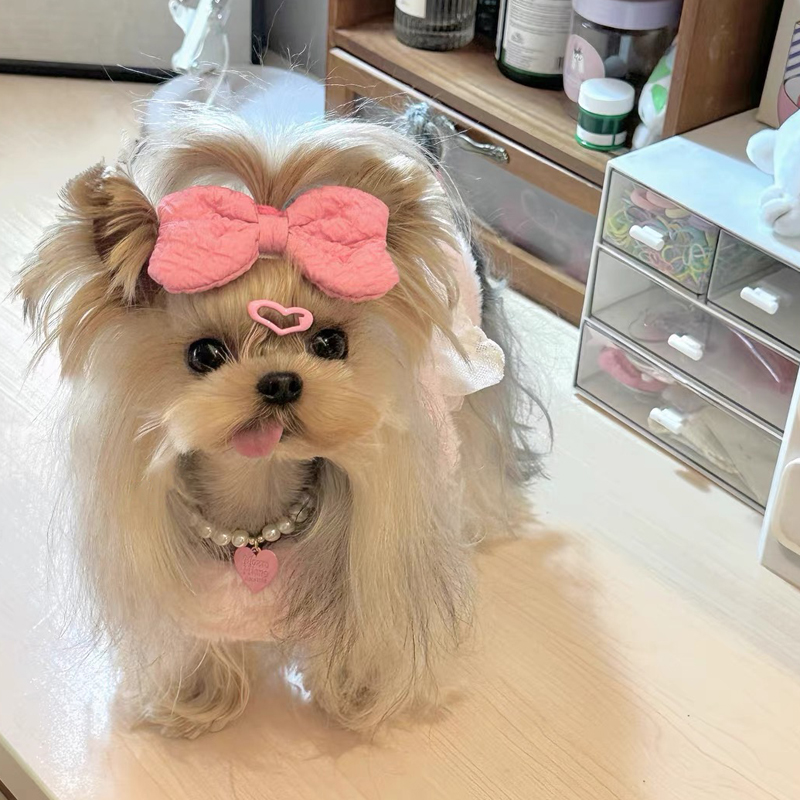 大蝴蝶结发夹猫咪狗狗约克夏马尔济斯犬头饰甜美可爱装扮宠物发卡