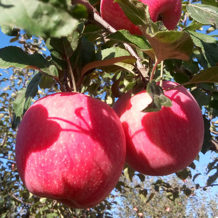 产地直供脆甜爽口甘肃庆阳红富士苹果纯天然水晶富士苹果12斤包邮