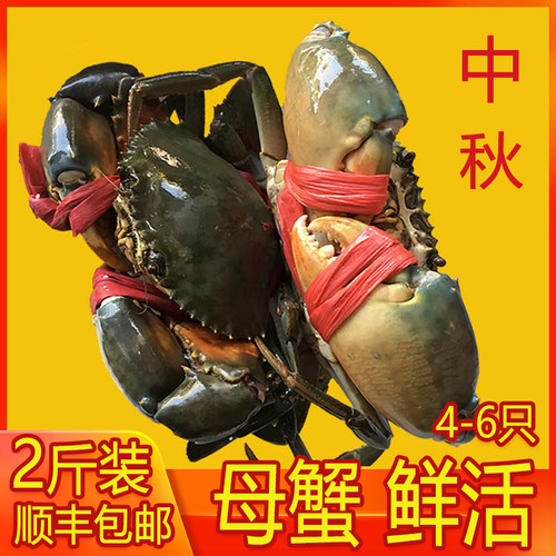 中秋节好礼品母青蟹包邮顺丰