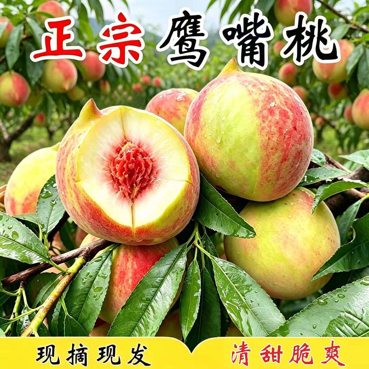 正宗鹰嘴桃脆甜时令水果九斤应季