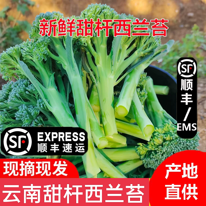云南甜杆西兰苔500g 新鲜西蓝花台手指西兰花苔 应季甜杆顺丰包邮