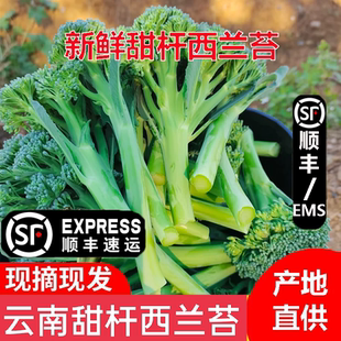 云南甜杆西兰苔500g 新鲜西蓝花台手指西兰花苔 应季甜杆顺丰包邮