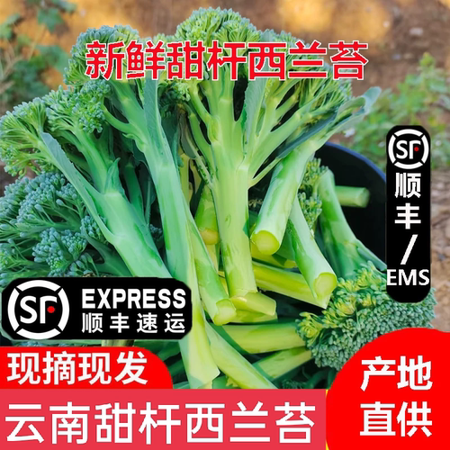 云南甜杆西兰苔500g新鲜顺丰包邮
