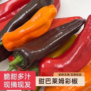 正宗巴莱姆甜椒水果辣椒生吃甜椒新鲜五彩青椒椒色沙拉凉拌蔬菜瘦