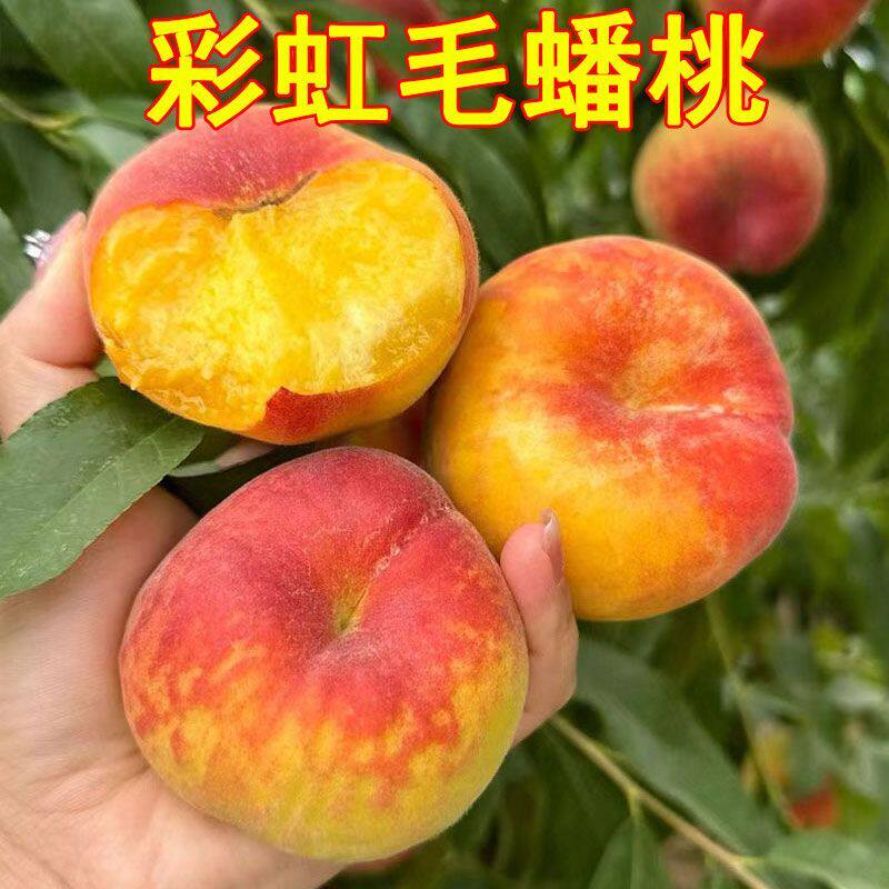 陕西彩虹毛蟠桃子新鲜水果香妃彩虹蟠桃现摘软糯香蜜桃子果农5斤