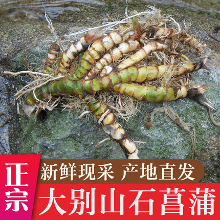 新鲜石菖蒲根九节菖蒲中药材水昌蒲苗须龙根盆栽三奈山奈水培