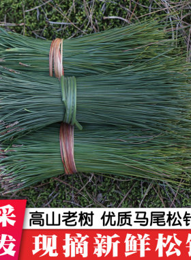 松针马尾松针松枝新鲜松针叶酵素松毛针蒸包子中药材泡茶泡酒蒸笼