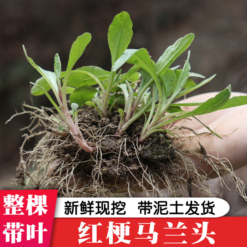 马兰头根新鲜红梗马兰头非种植带根苗带原土蔬菜可观赏现挖