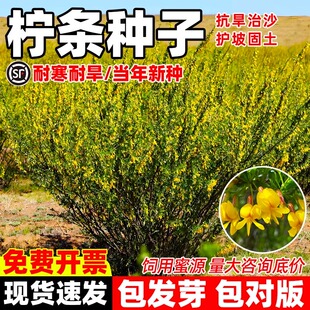 拧条种子毛条蜜源植物饲用牧草白柠条锦鸡儿种籽护坡灌木绿化草籽