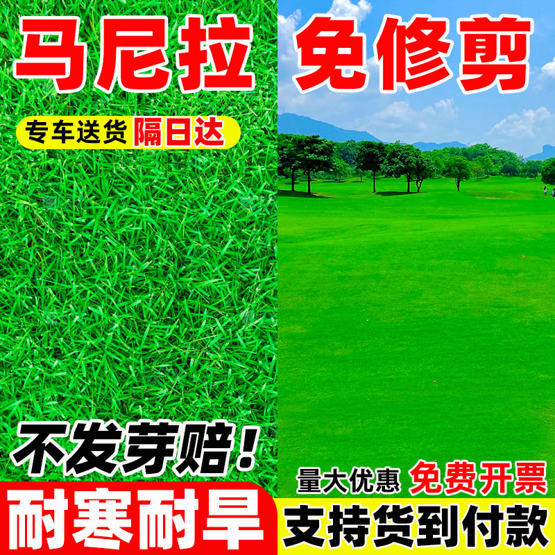 矮生马尼拉草籽四季青免修剪庭院绿化耐寒耐旱护坡固土草坪种子孑