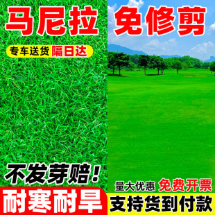 矮生马尼拉草籽四季青免修剪庭院绿化耐寒耐旱护坡固土草坪种子孑