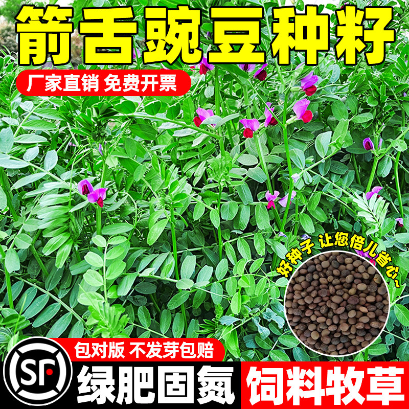 箭舌豌豆种子野豌豆绿肥蜜源植物果树小苕子高蛋白牧草高产除草籽图片